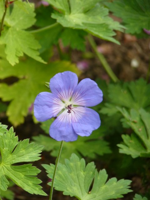 Geranium 'Rozanne'